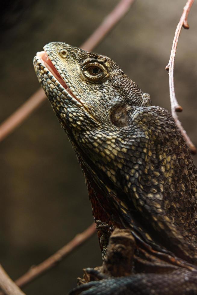 o lagarto de pescoço franzido foto