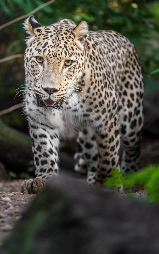 leopardo persa no zoológico foto