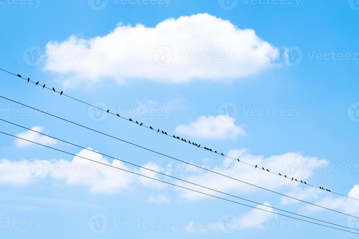 muitos pássaros empoleirados em linhas de alta tensão, contra o fundo do céu e nuvens. foto