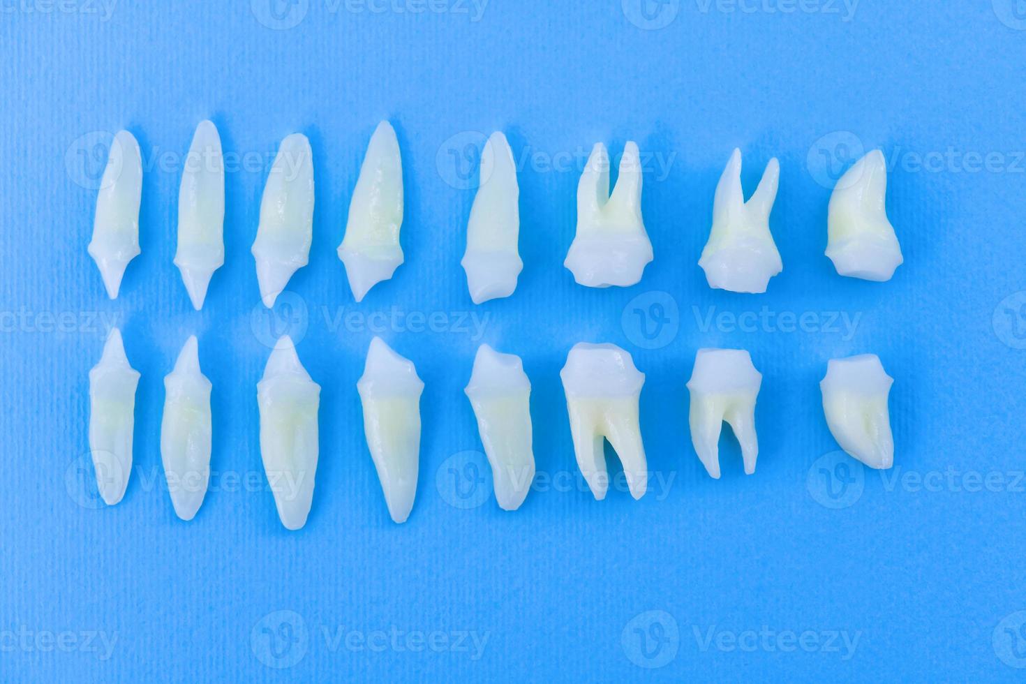 vista superior dos dentes brancos sobre fundo azul foto