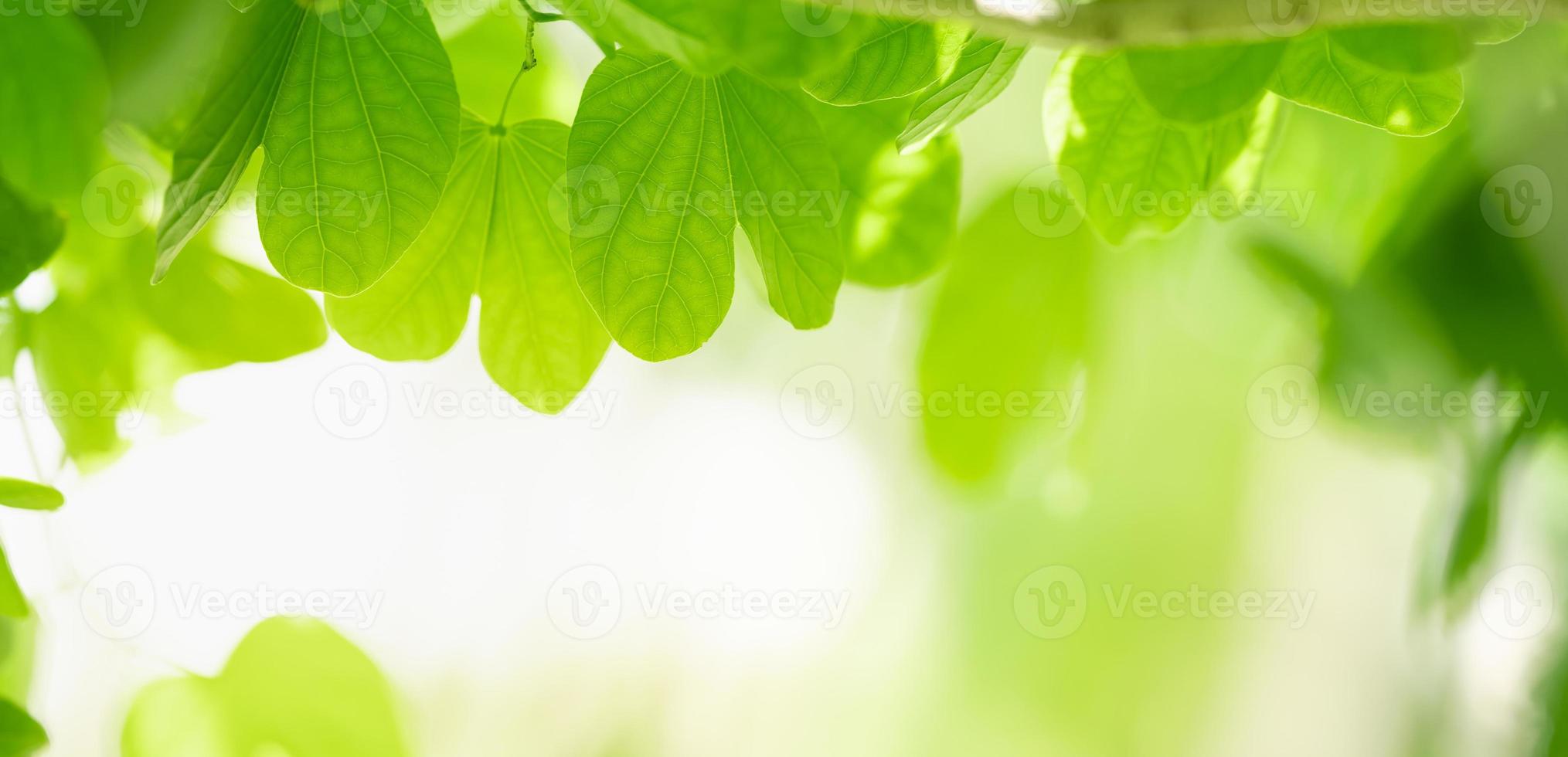 closeup da bela natureza ver folha verde sobre fundo desfocado de vegetação no jardim com espaço de cópia usando como conceito de página de capa de fundo. foto