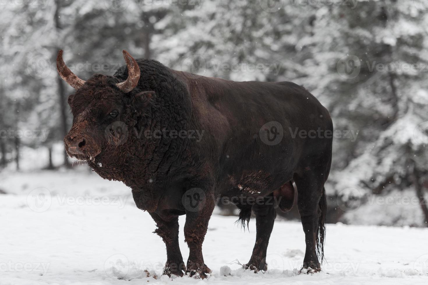 um grande touro preto na neve treinando para lutar na arena. conceito de touradas. foco seletivo foto