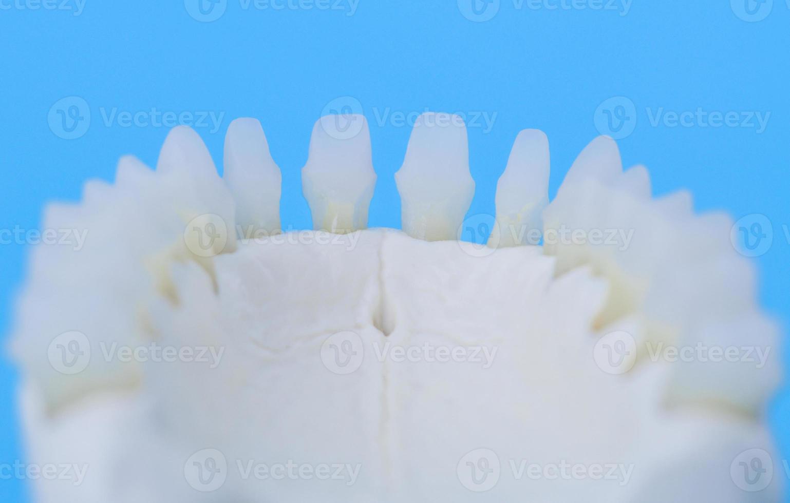 mandíbula humana inferior com modelo de anatomia dos dentes foto