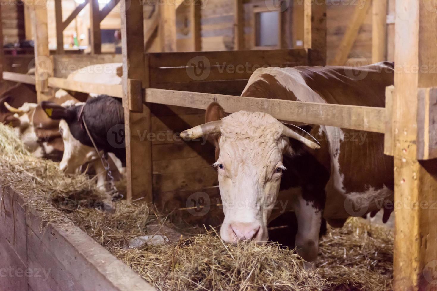 rebanho de vacas comendo feno em estábulo na fazenda de gado leiteiro foto