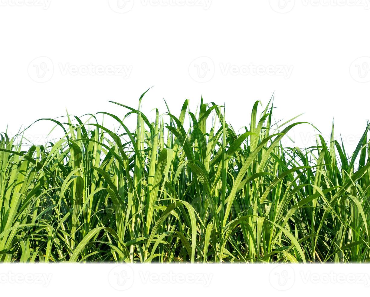 cana-de-açúcar isolada no fundo branco e traçado de recorte foto