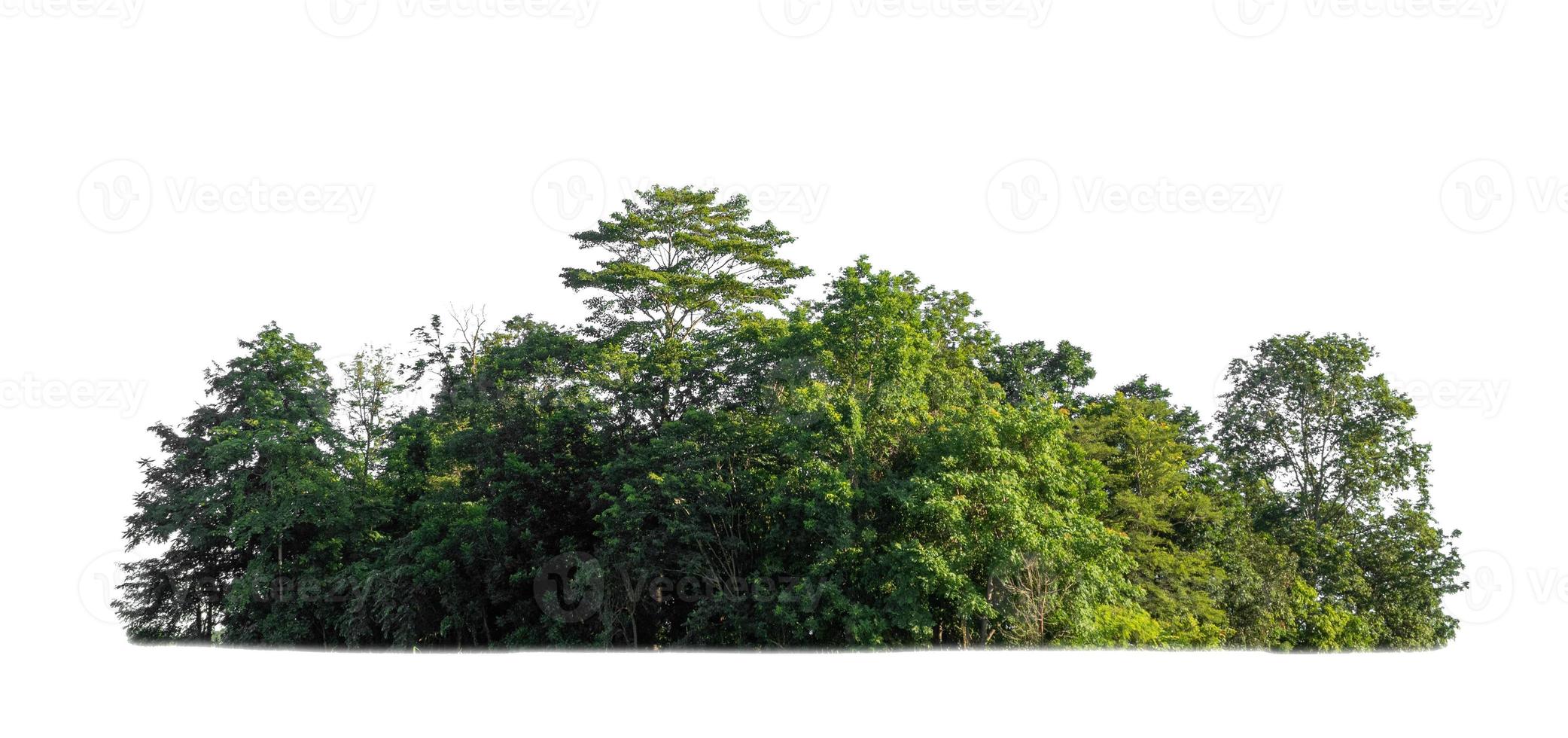 floresta e folhagem no verão isolado no fundo branco foto