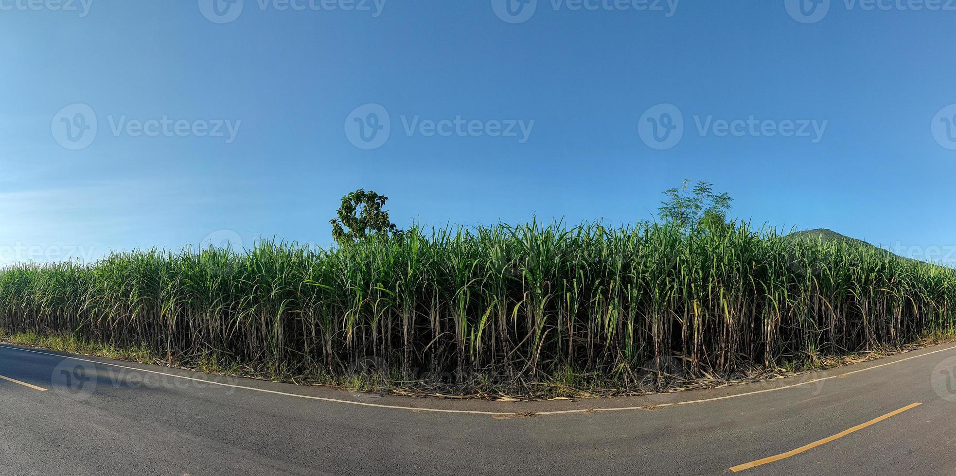 plantações de cana-de-açúcar, a planta tropical agrícola na tailândia. foto