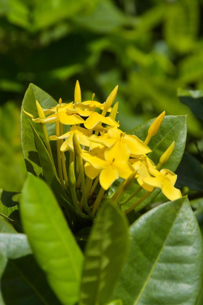 cachos de pétalas de cor amarela ixora flor planta embaçada 11273918 Foto  de stock no Vecteezy