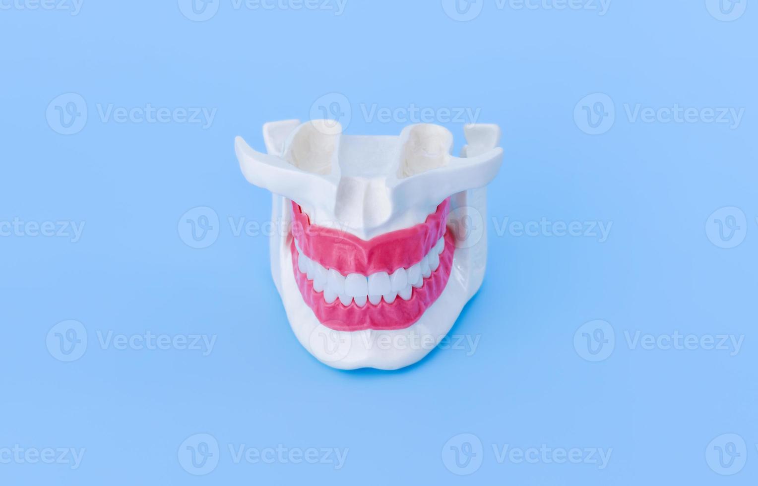 mandíbula humana com modelo de anatomia de dentes e gengivas foto