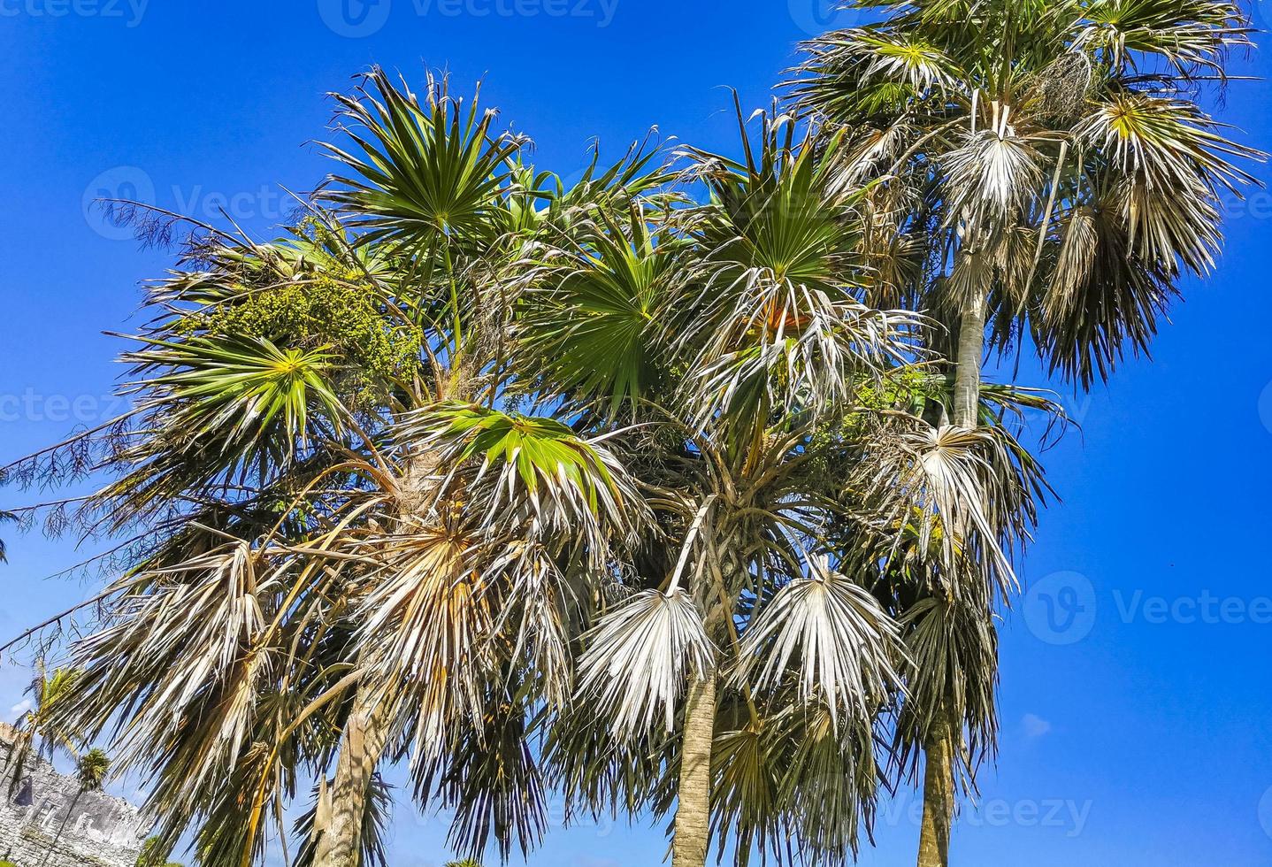 palmeiras tropicais cocos céu azul em tulum méxico. foto