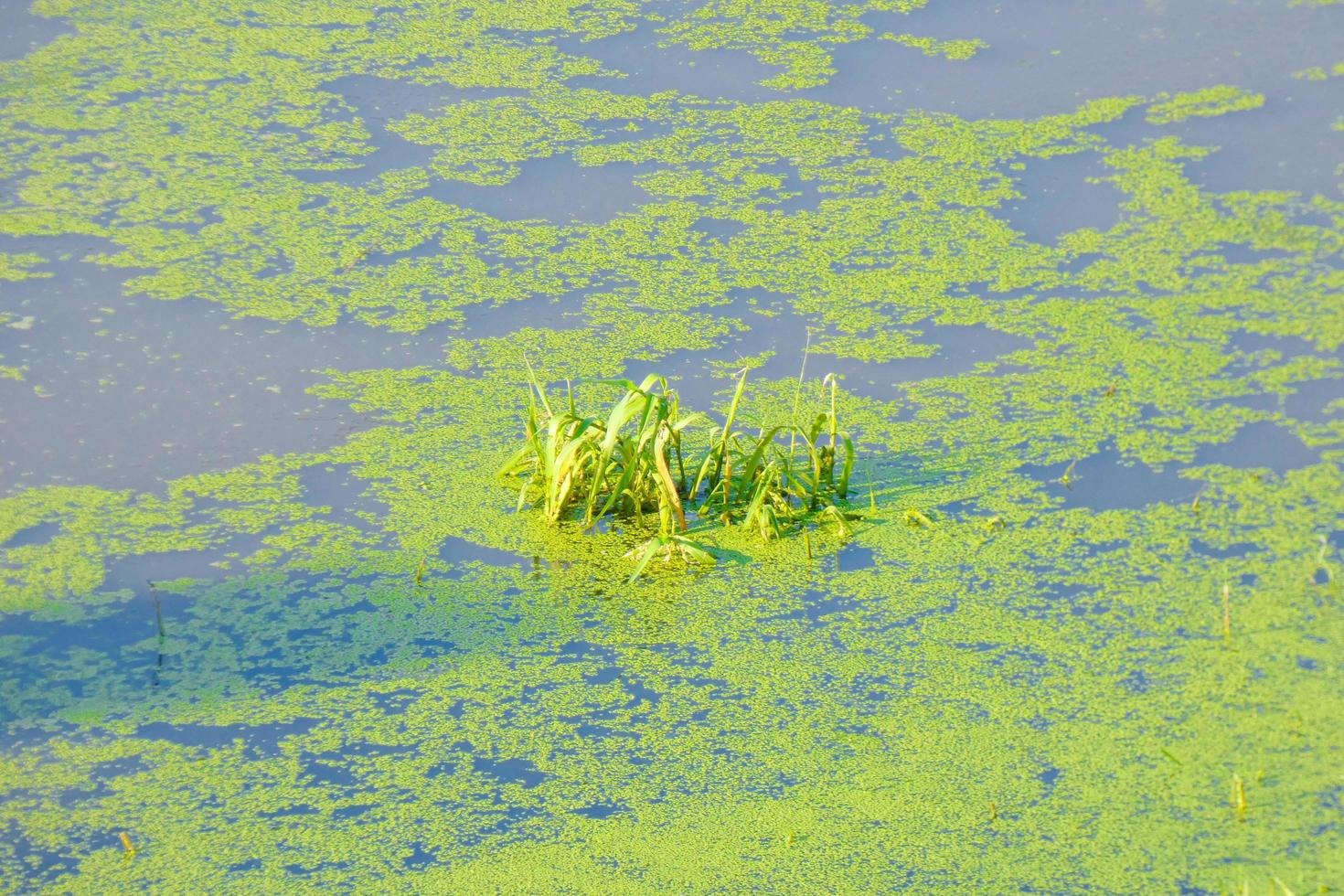 água estagnada, zonas húmidas nas proximidades de um rio, vegetação foto
