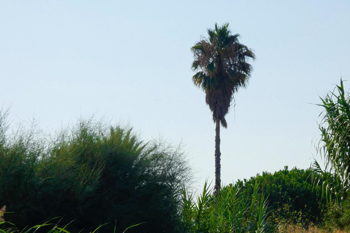 palmeira solitária nas proximidades da cidade de barcelona foto