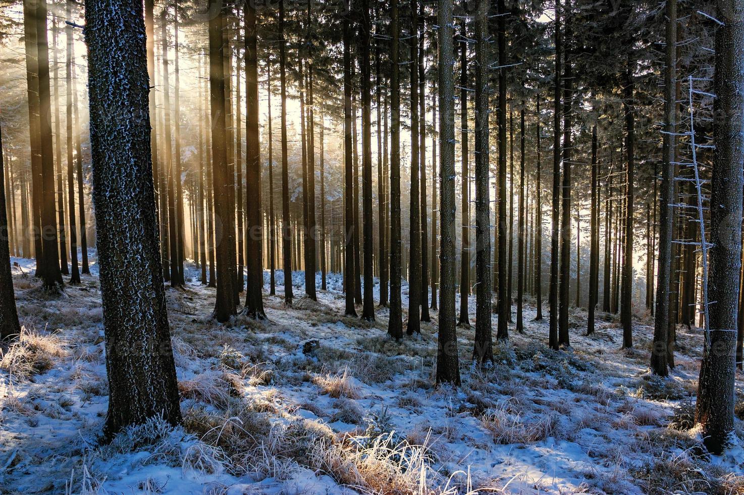 floresta de abetos de inverno foto