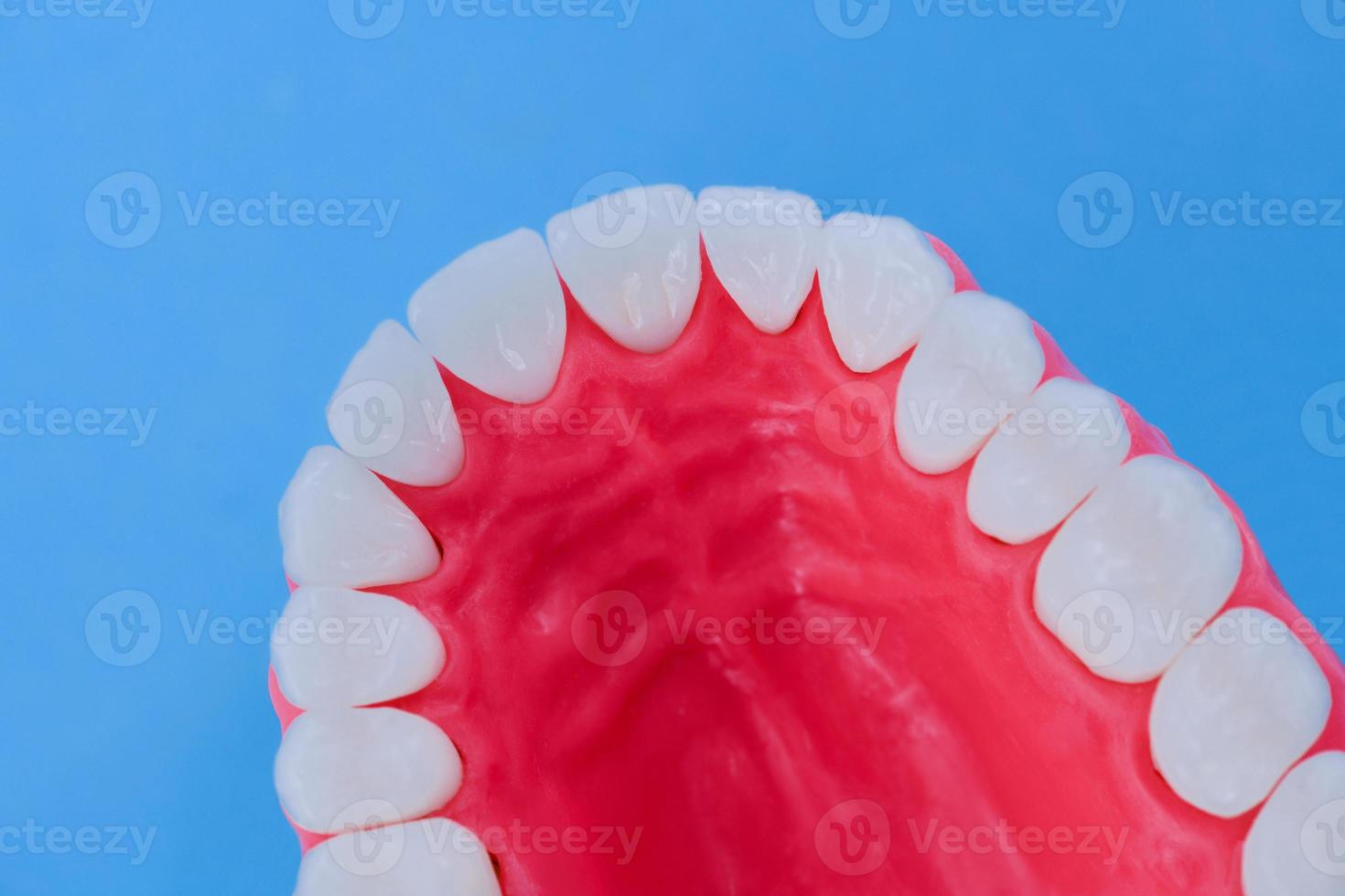 maxilar humano superior com modelo de anatomia de dentes e gengivas foto