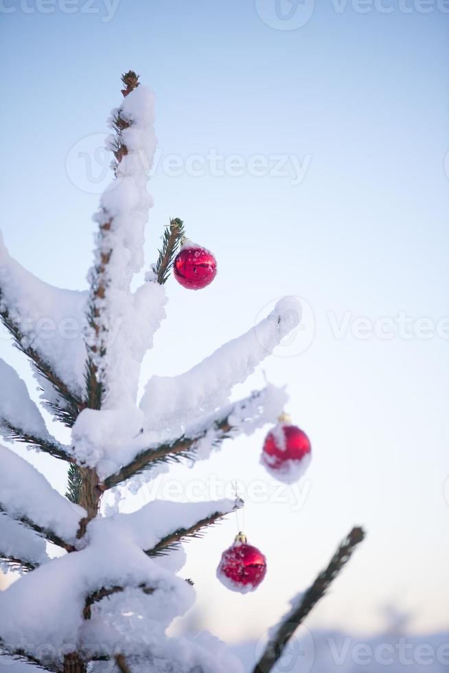 bolas de natal no pinheiro foto