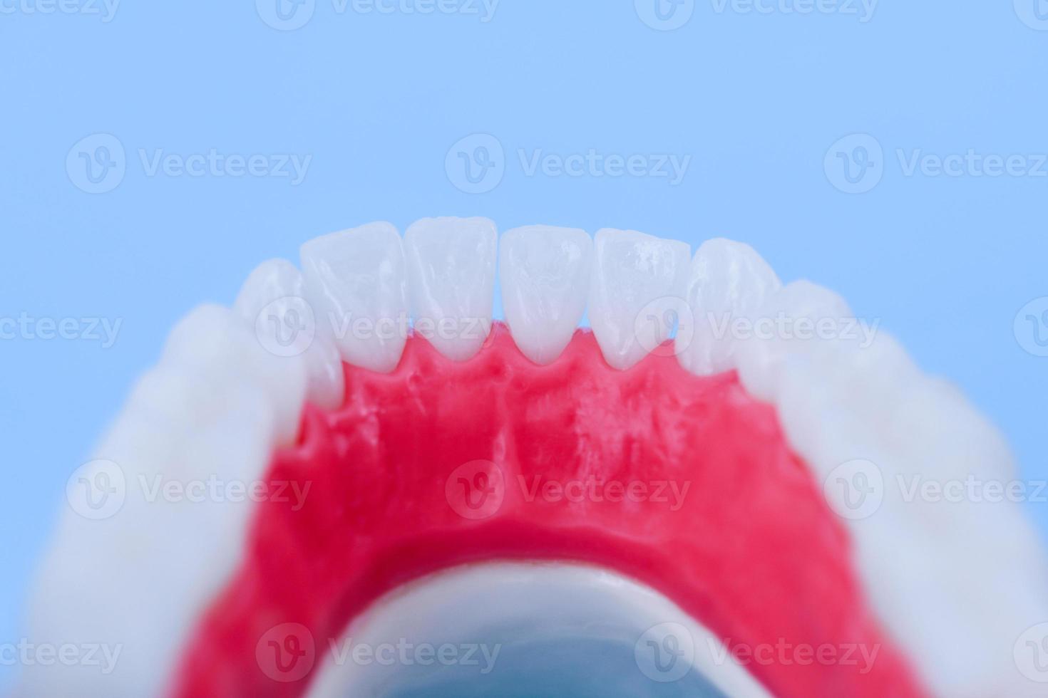 mandíbula humana inferior com modelo de anatomia de dentes e gengivas foto