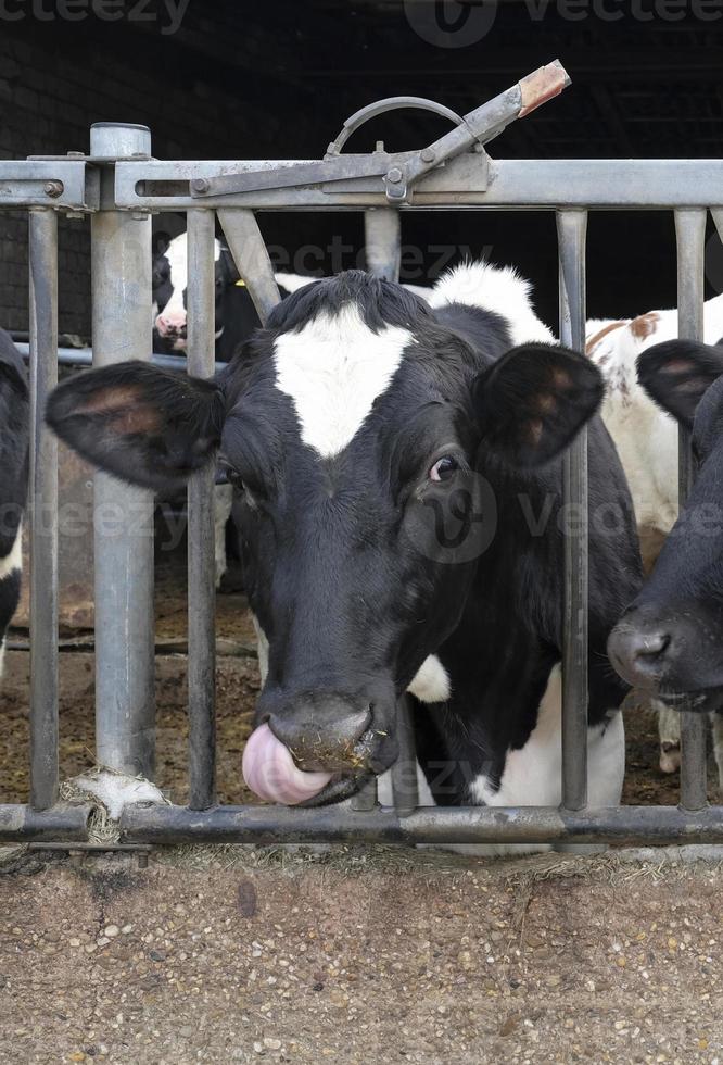 vaca olhando para a câmera durante o tempo de alimentação foto