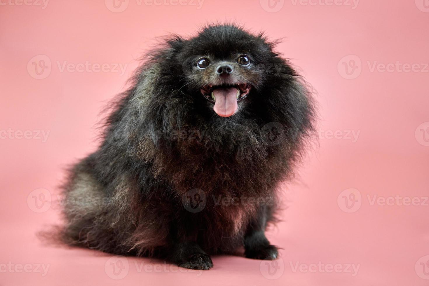 filhote de cachorro preto pomeranian spitz foto