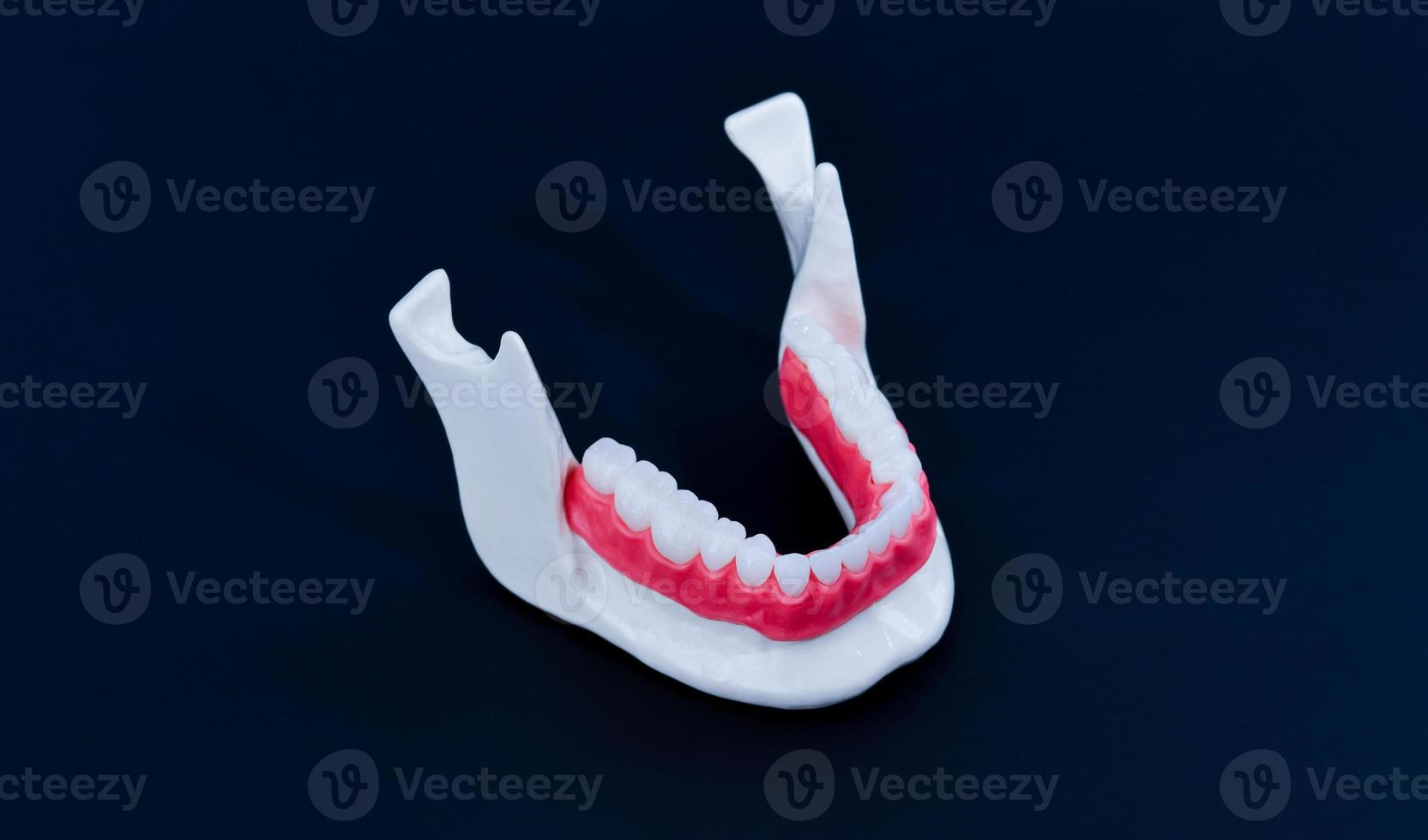 mandíbula humana inferior com modelo de anatomia de dentes e gengivas foto