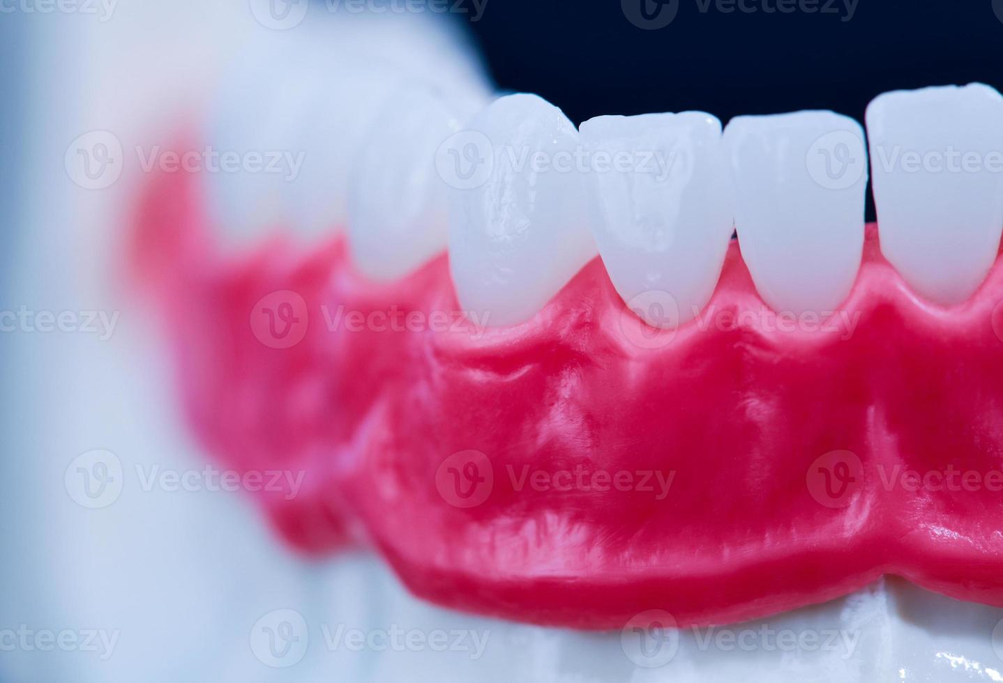 mandíbula humana inferior com modelo de anatomia de dentes e gengivas foto