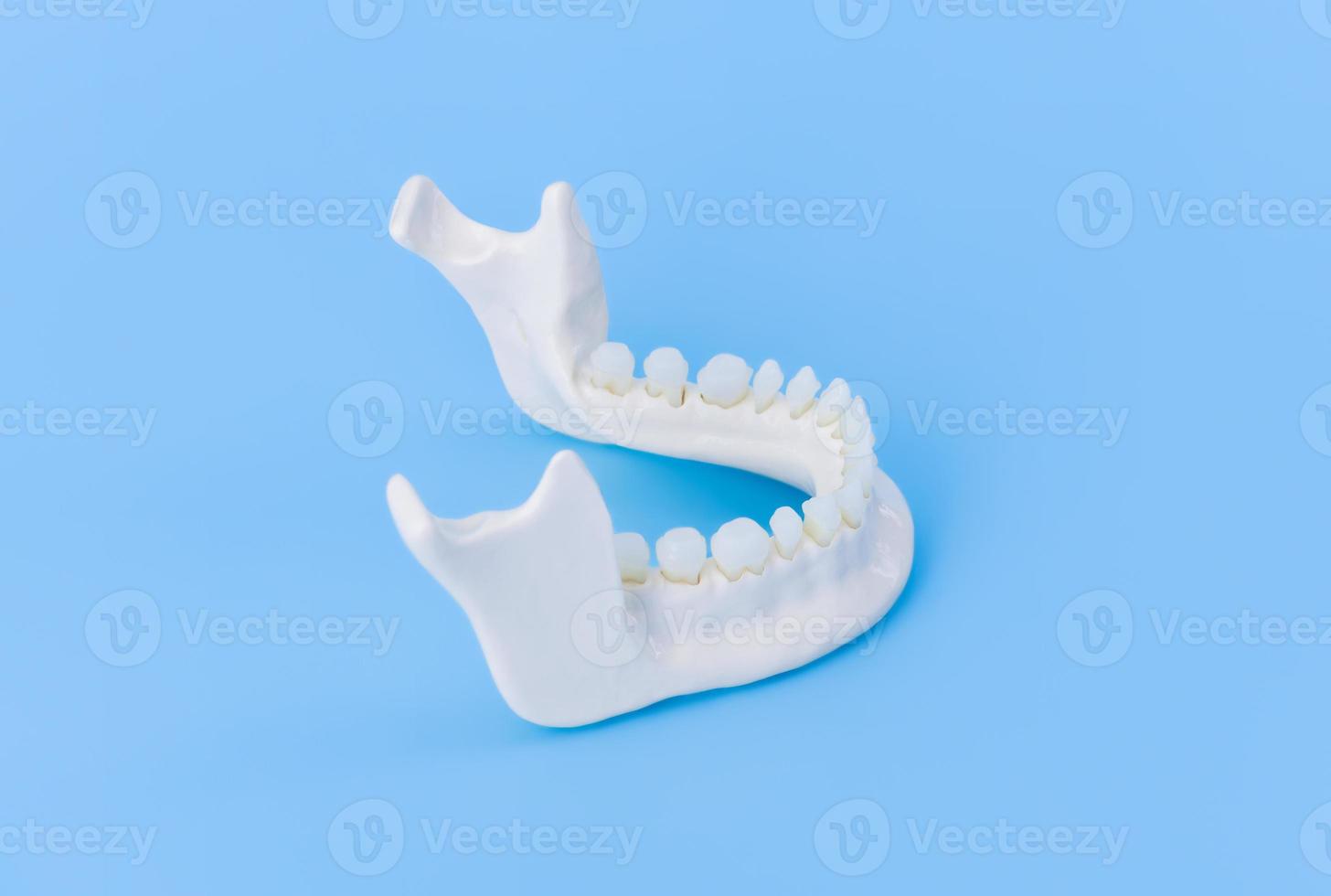 mandíbula humana inferior com modelo de anatomia dos dentes foto