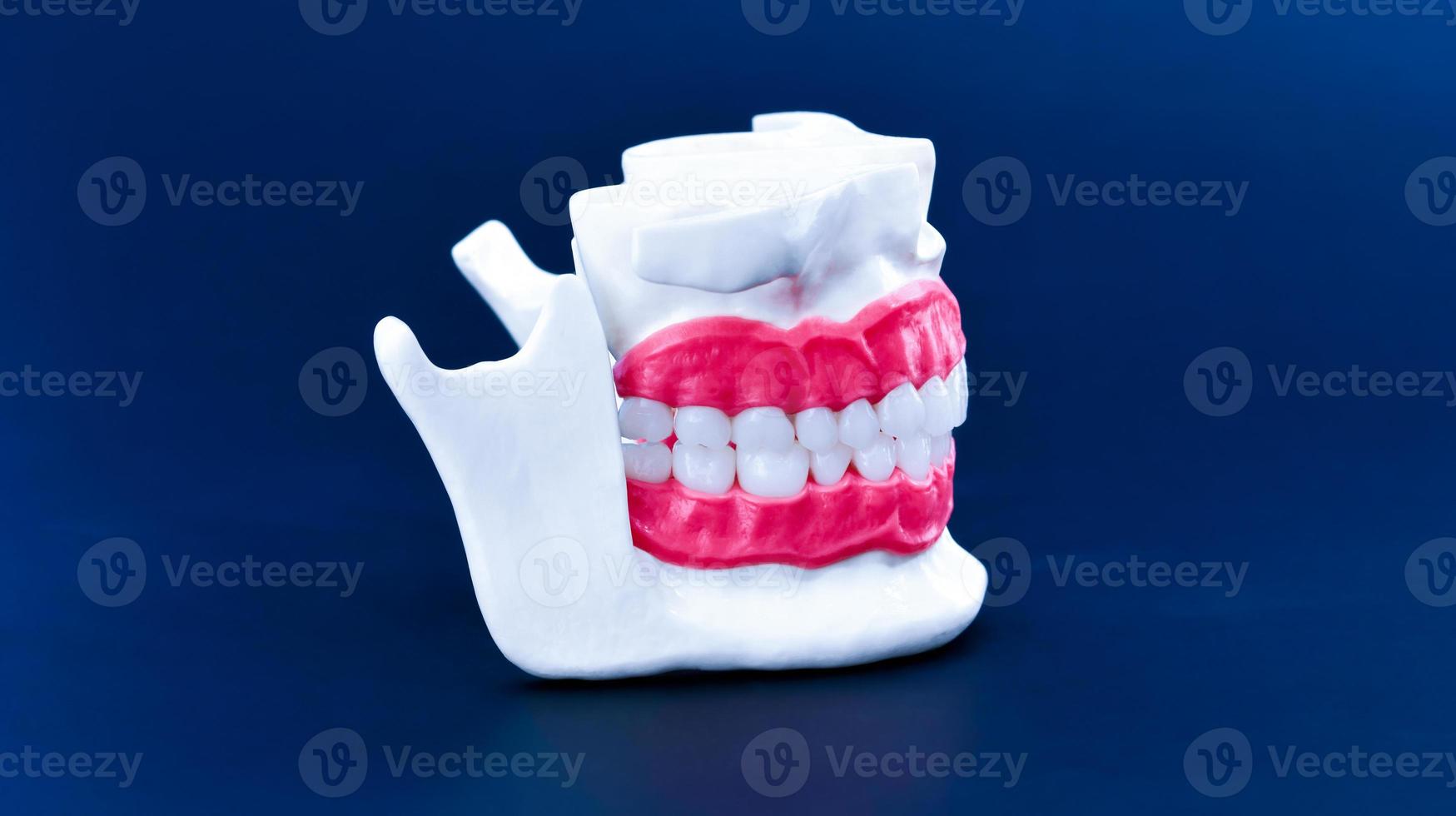 mandíbula humana com modelo de anatomia de dentes e gengivas foto