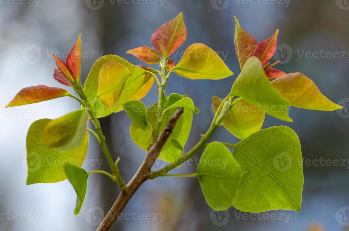 as folhas do sebo chinês são vermelhas quando aparecem pela primeira vez na primavera e ficam vermelhas novamente no outono. foto