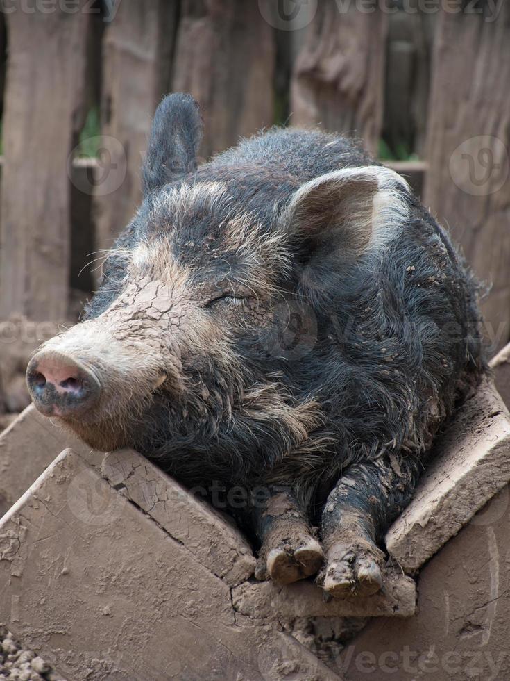 porco de fazenda dormindo em seu comedouro. foto