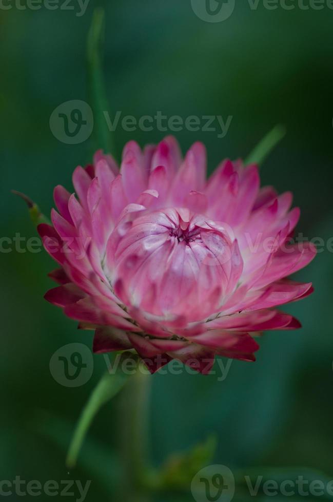 close-up de um único botão de flor de palha rosa começando a se abrir. foto