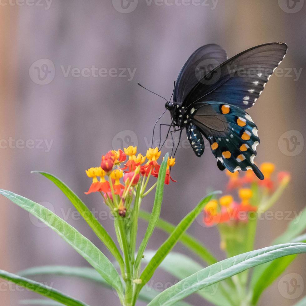 uma borboleta azul rabo de andorinha alimentando-se de uma planta tropical de serralha. foto