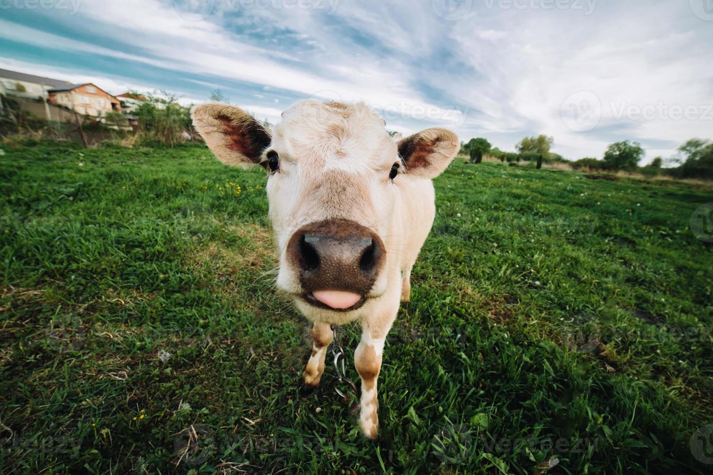 vaca jovem olhando diretamente para a câmera foto