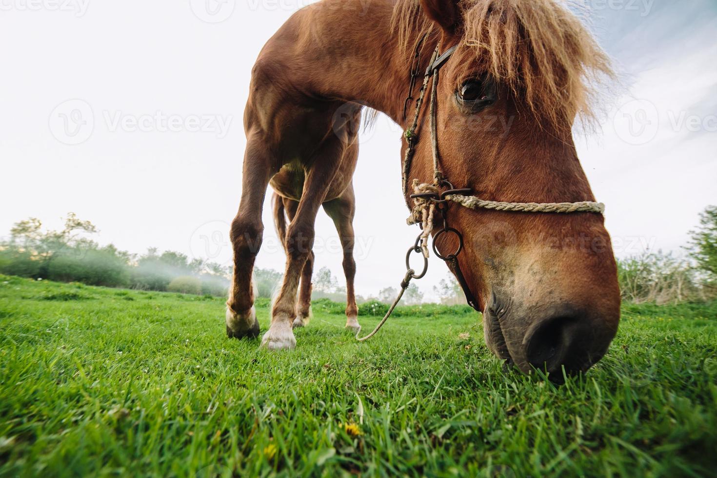 cavalo pastando no prado foto