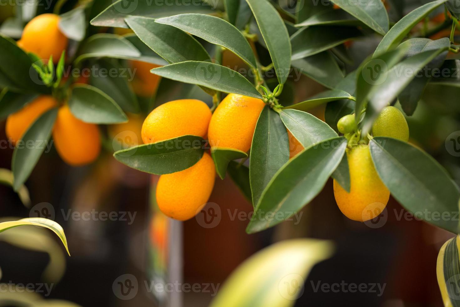 kumquat cítrico foto