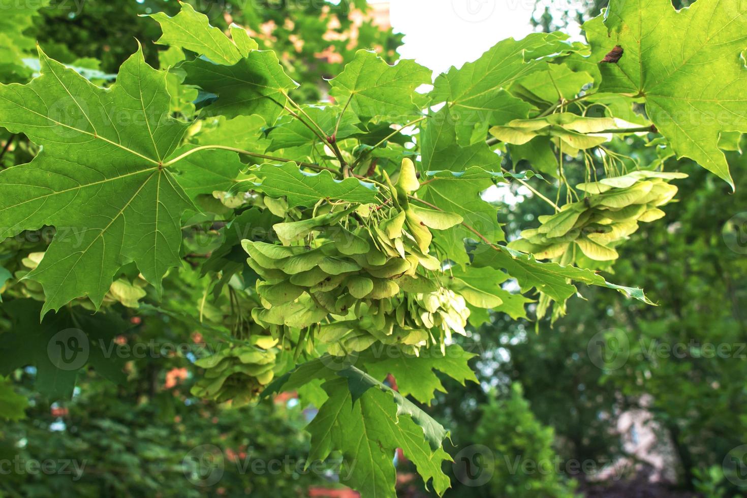 aglomerados de flores de tília tilia cordata, europa, lima de folhas pequenas, flor de tília de folhas pequenas. foto