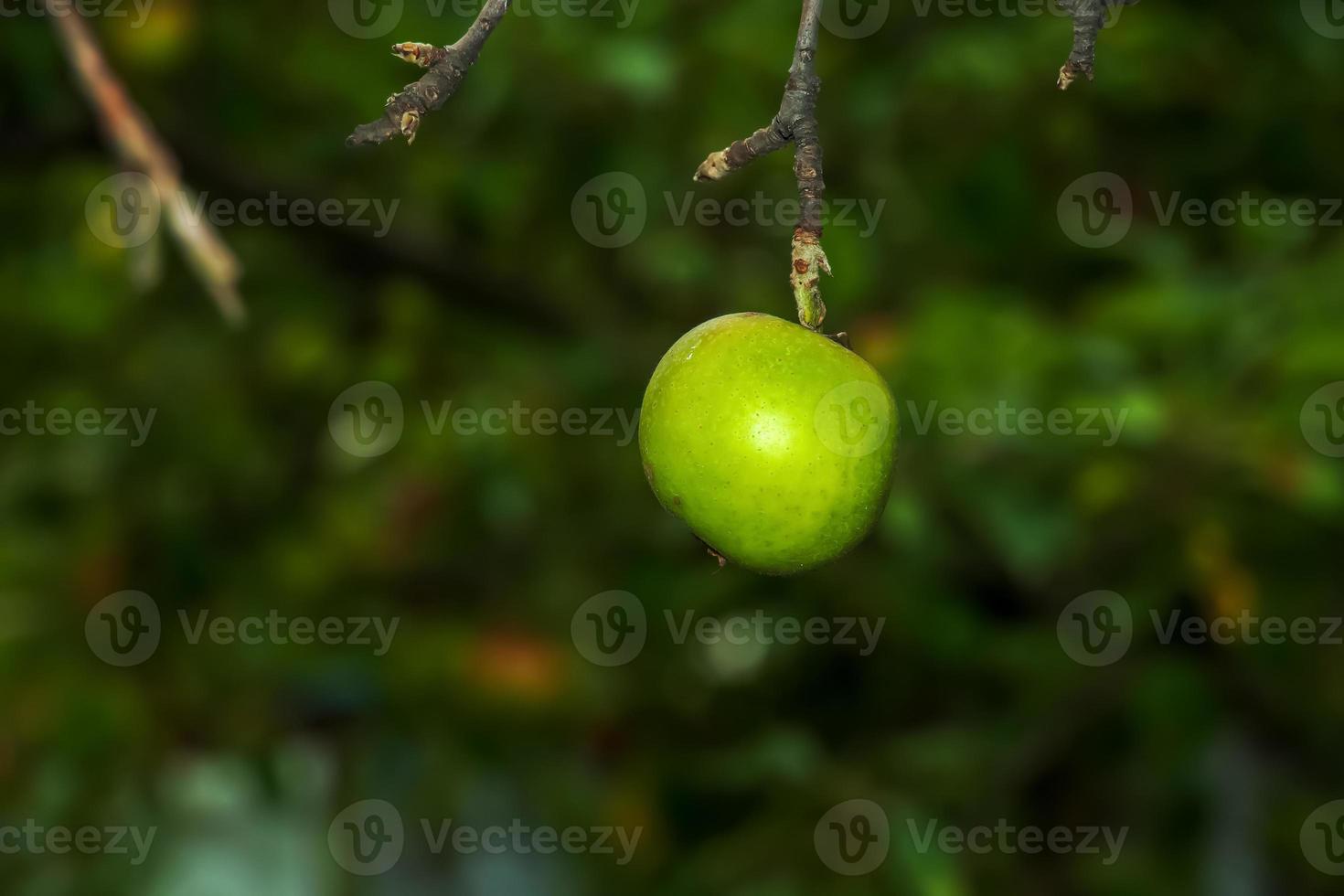 galho de árvore de maçã com maçã suculenta madura. colheita de outono no jardim. jardinagem e agricultura organica foto