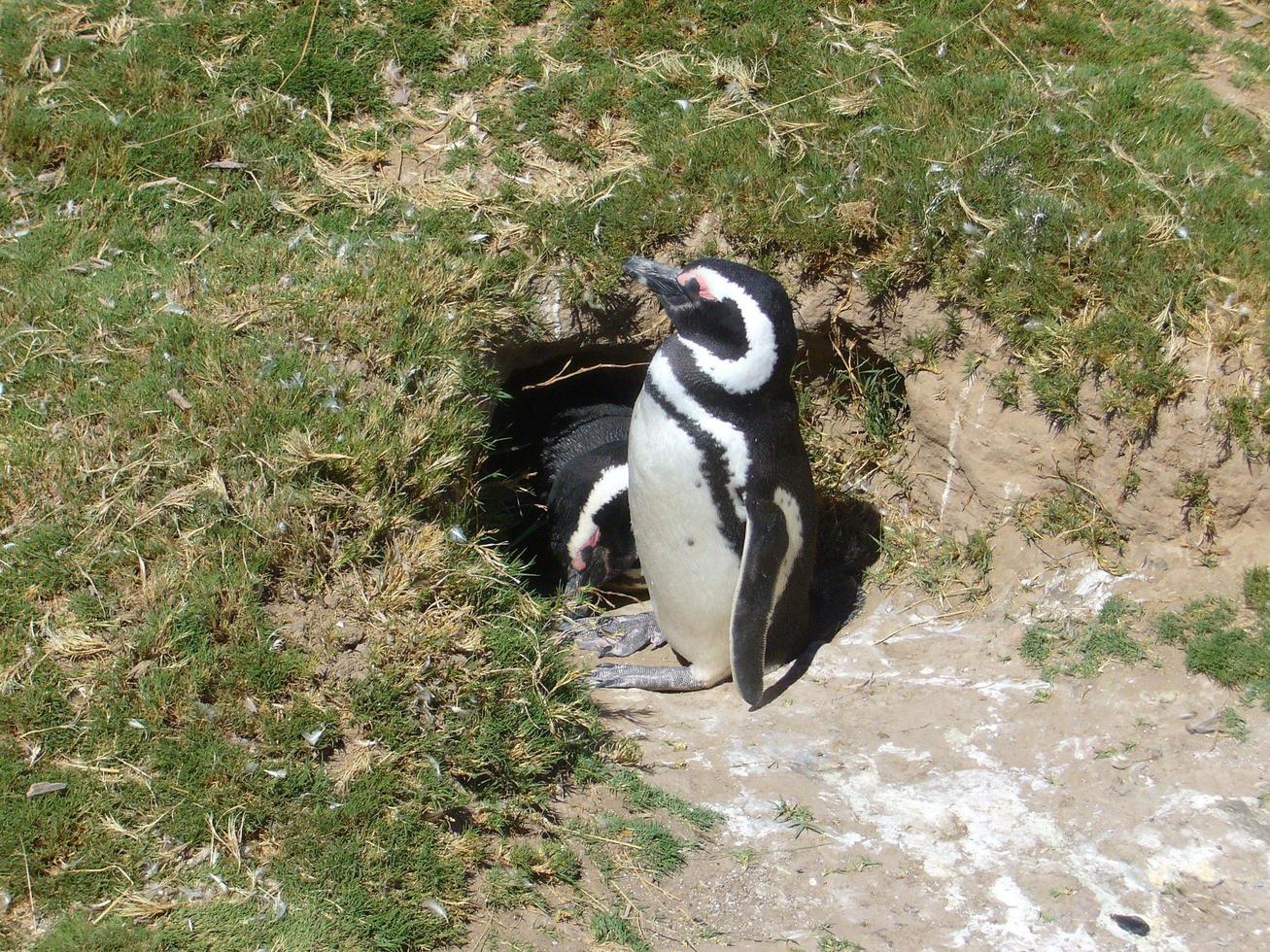 pinguim de magalhães, spheniscus magellanicus, na natureza foto