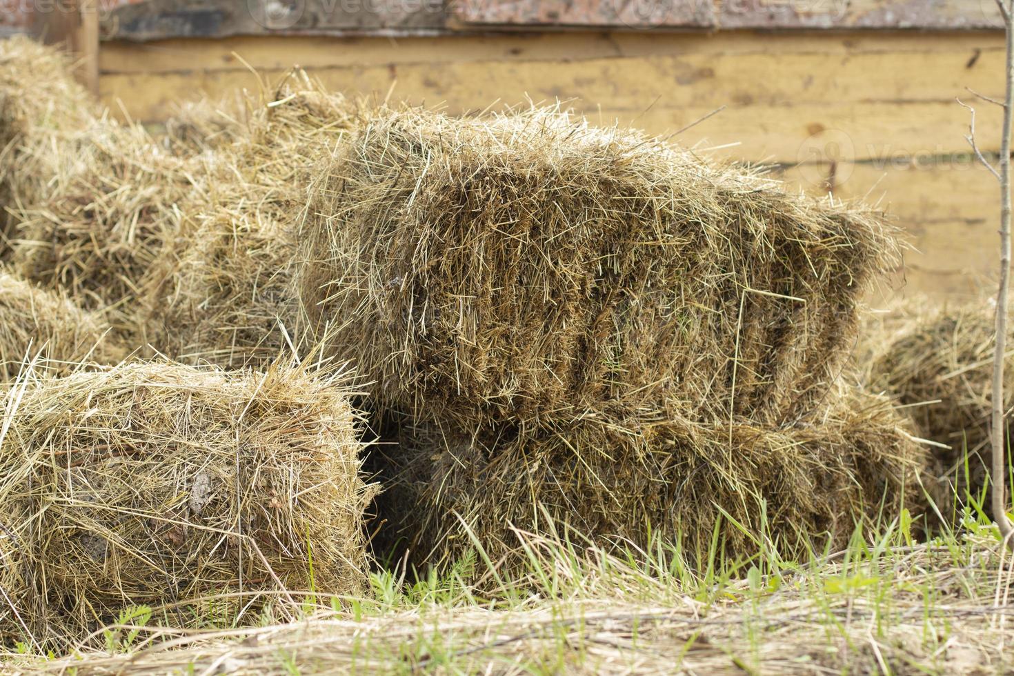 feno na fazenda. feixes de feno coletados em uma grade. foto