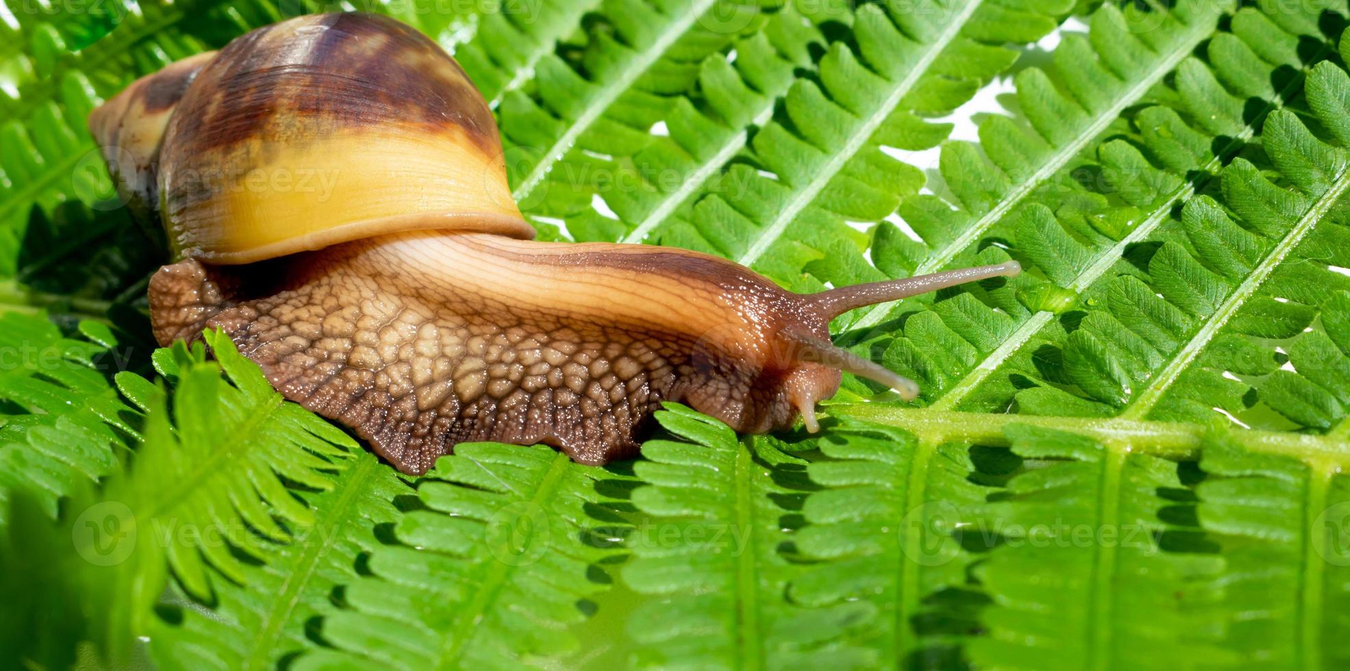 achatina fulica, um caracol gigante rastejando em uma folha de samambaia verde foto