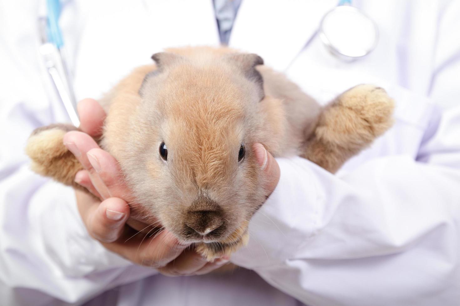 o veterinário carregava o coelhinho marrom para um check-up todo mês. conceito de animais de estimação, prevenção de germes para humanos foto