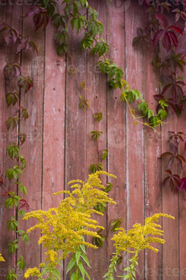 parthenocissus quinquefolia, conhecida como trepadeira virginia, trepadeira victoria, hera de cinco folhas. fundo de folhagem vermelha parede de madeira vermelha. fundo natural. foto