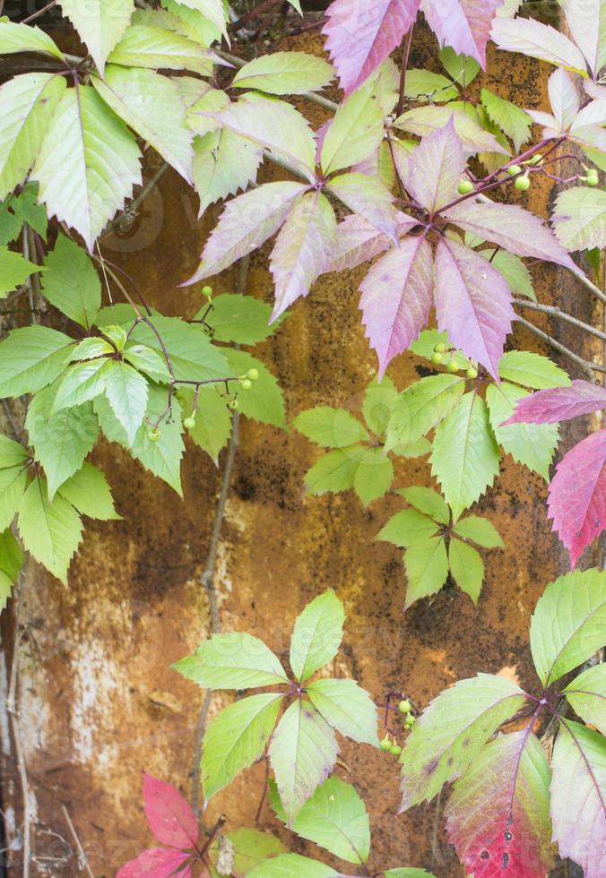 parthenocissus quinquefolia, conhecida como trepadeira virginia, trepadeira victoria, hera de cinco folhas. folhagem verde. fundo natural. foto