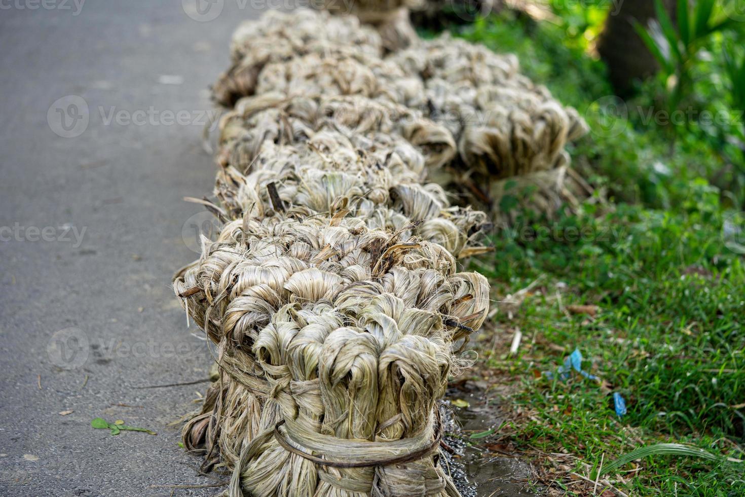 fibra vegetal de juta, fibra de juta crua pendurada foto