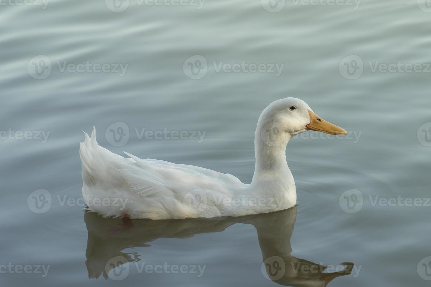 pato branco nadando no lago foto