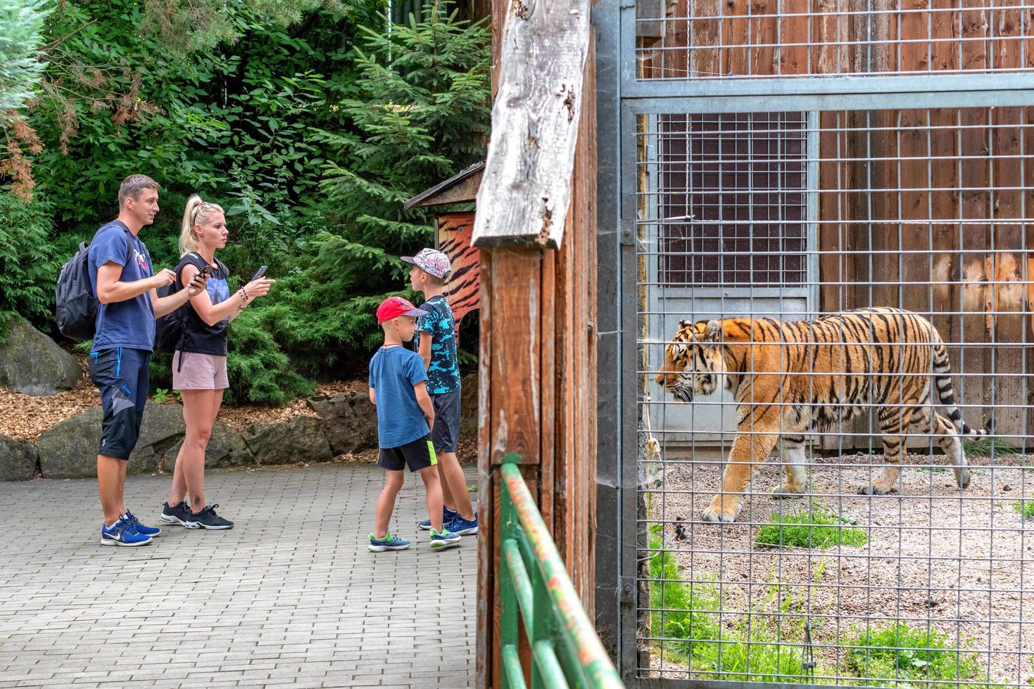 família em pé no zoológico e olhando tigre na gaiola foto