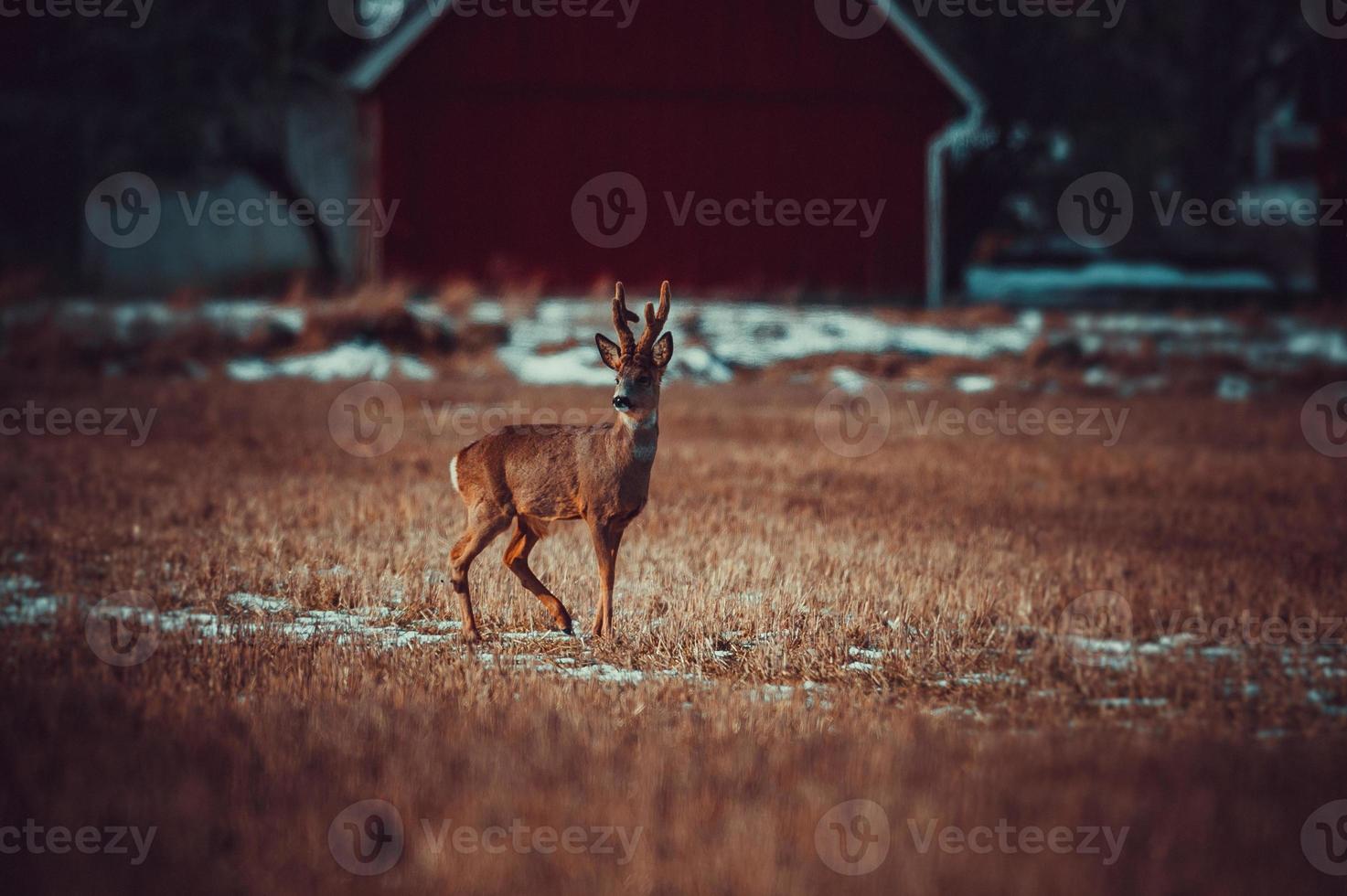 veado selvagem foto