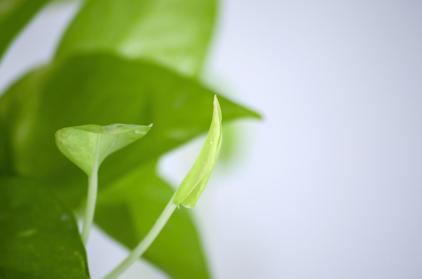 pothos dourados. epipremnum aureum em fundo branco na sala de estar e jardim. foto