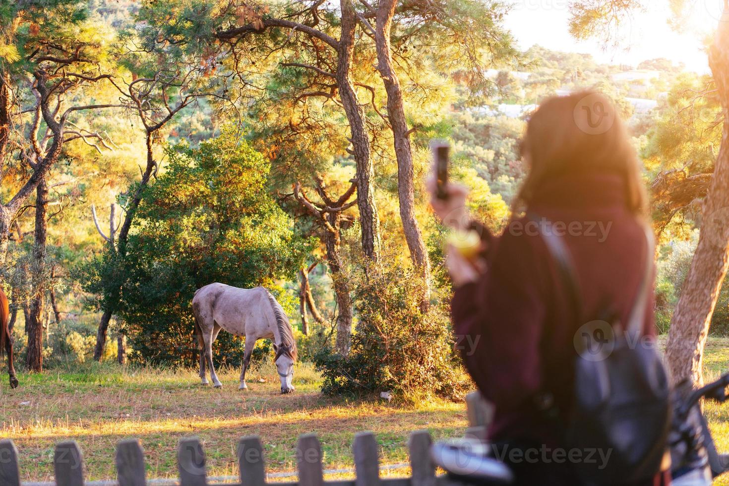 garota tirar uma foto de um cavalo branco