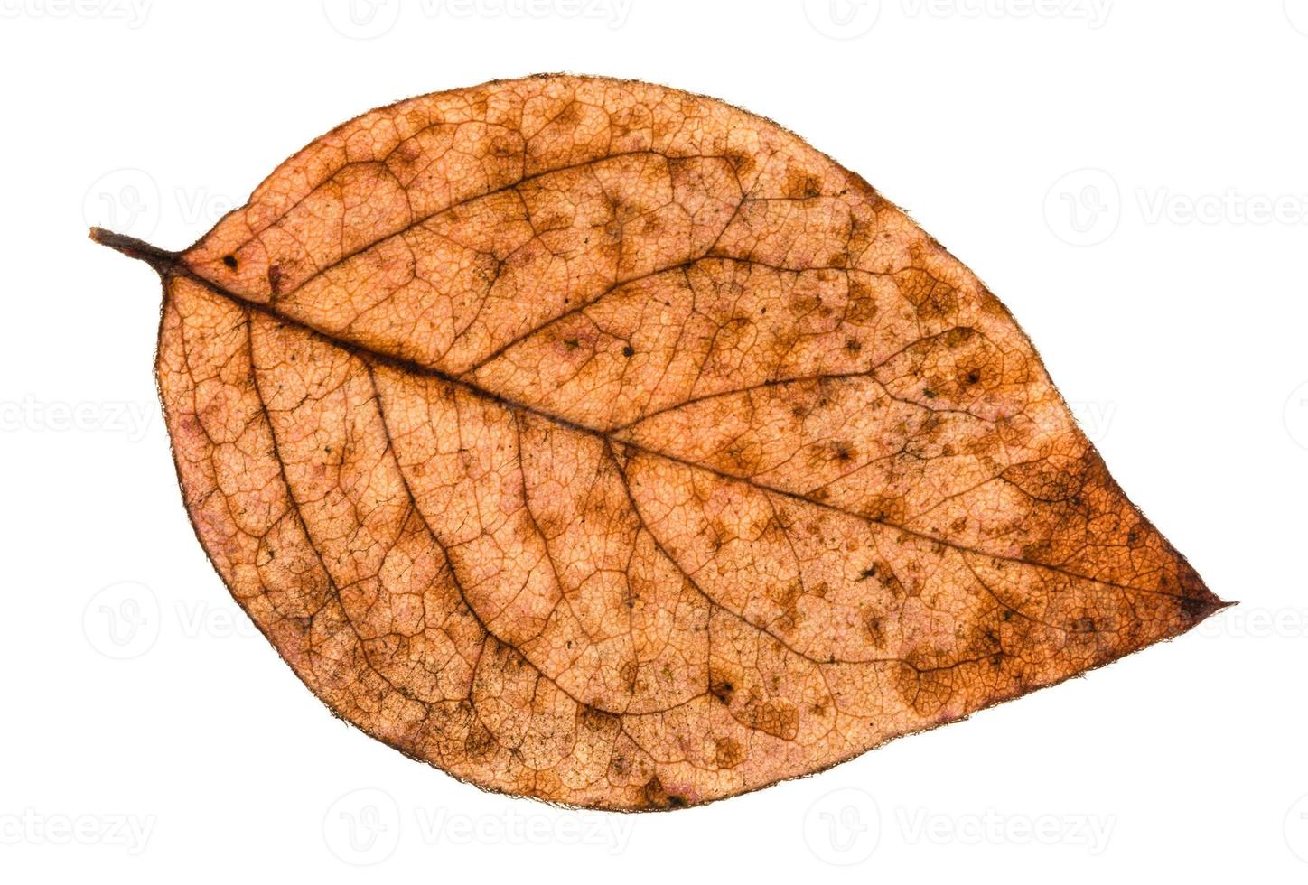 folha podre de outono de álamo isolada foto