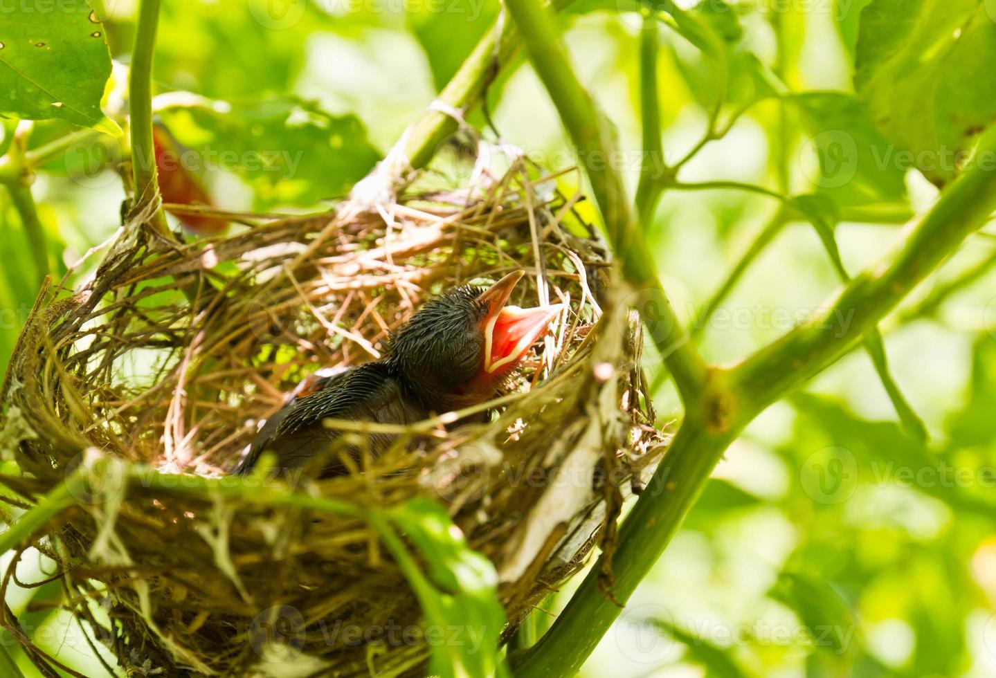 Robins bebê em um ninho foto