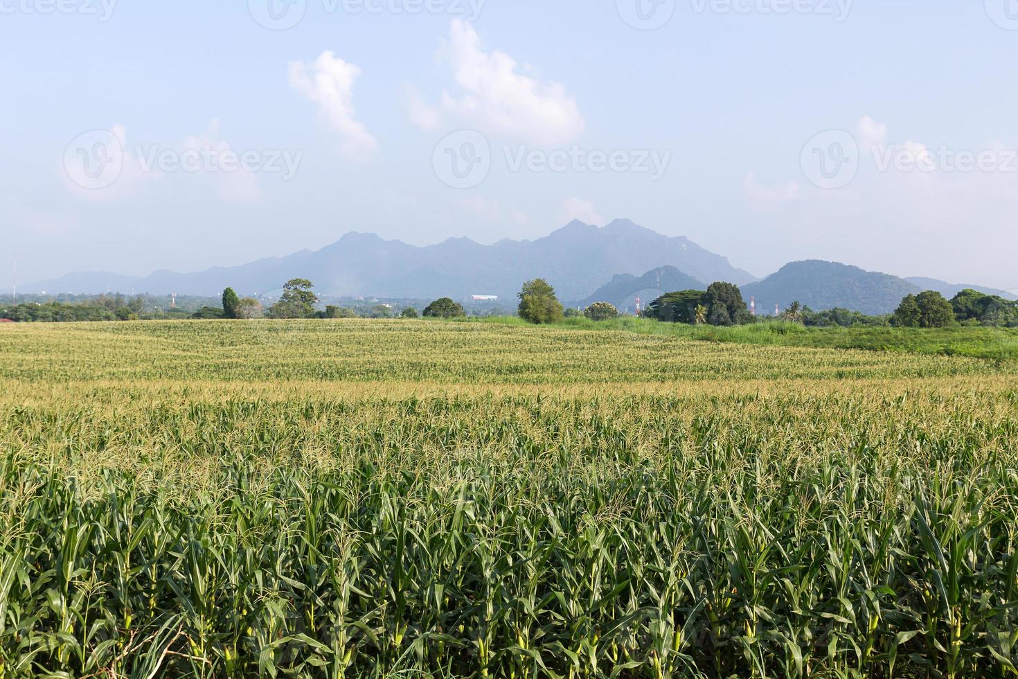 campo de milho pronto para colheita foto